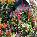 Bromeliads