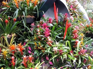 Bromeliads