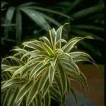 Dracena