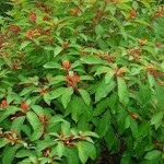 Firebush