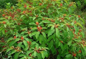 Firebush